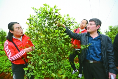 片區扶貧的新探索——武陵山片區脫貧攻堅紀實