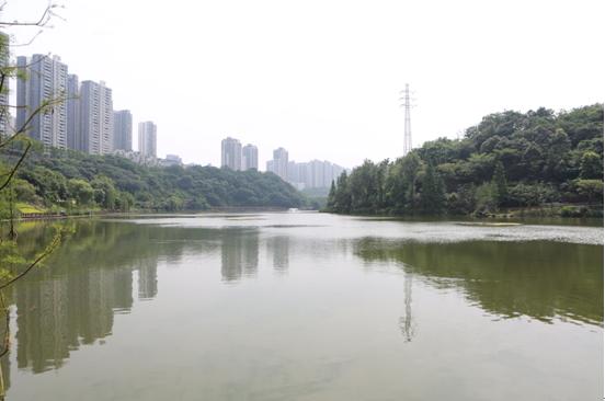 【共舞長江經濟帶】一江碧水出巴渝——重慶修山護水構筑長江上游生態屏障