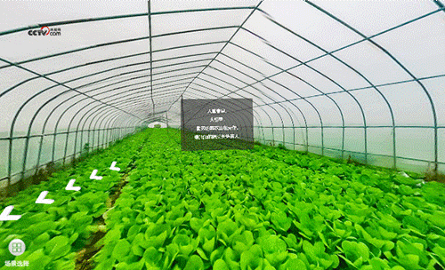 勤勞的菜農(nóng)正在勞作，綠油油的蔬菜長勢喜人。