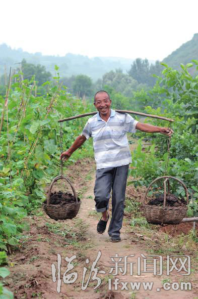 農民把生態肥運往菜園。 