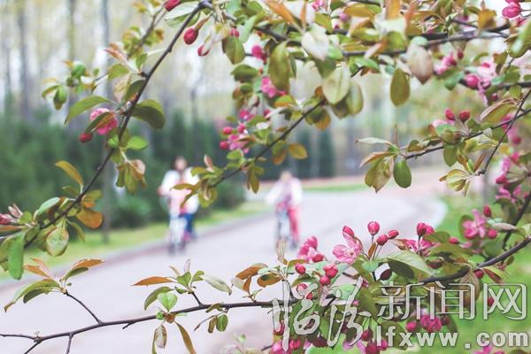 臨汾:春花爛漫游人醉