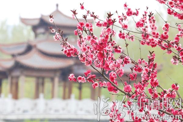 臨汾:春花爛漫游人醉