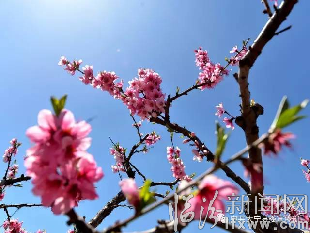 大寧縣第八屆桃花節(jié)4月25日“盛開(kāi)”