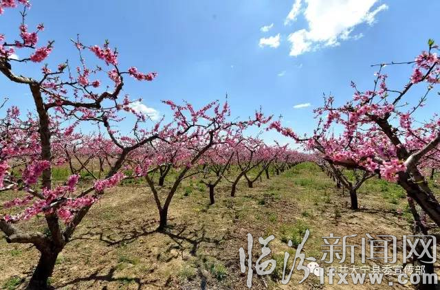 大寧縣第八屆桃花節(jié)4月25日“盛開(kāi)”